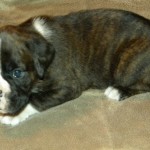 Boxer Puppy Named Rogue