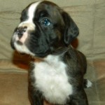 Boxer Puppy Named Rogue