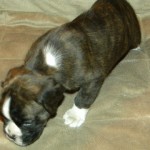 Boxer Puppy Named Rogue