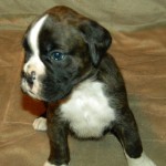 Boxer Puppy Named Rogue