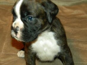 Boxer Puppy Named Rogue