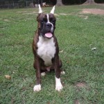 Boxer Puppy Named Rogue