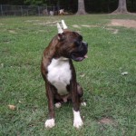 Boxer Puppy Named Rogue