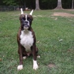 Boxer Puppy Named Rogue