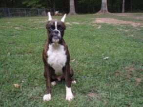 Boxer Puppy Named Rogue