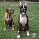 Boxer Named Rogue