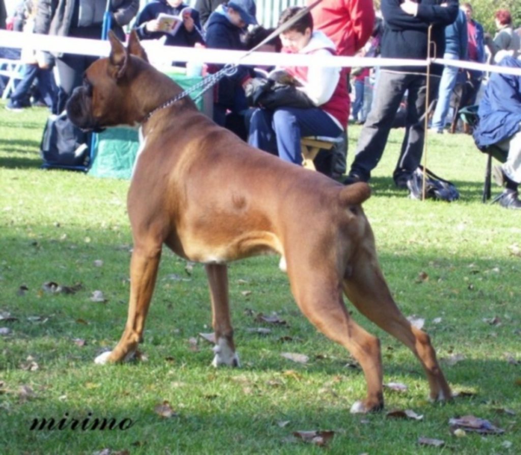 Boxer Dog Named Krékker Dante