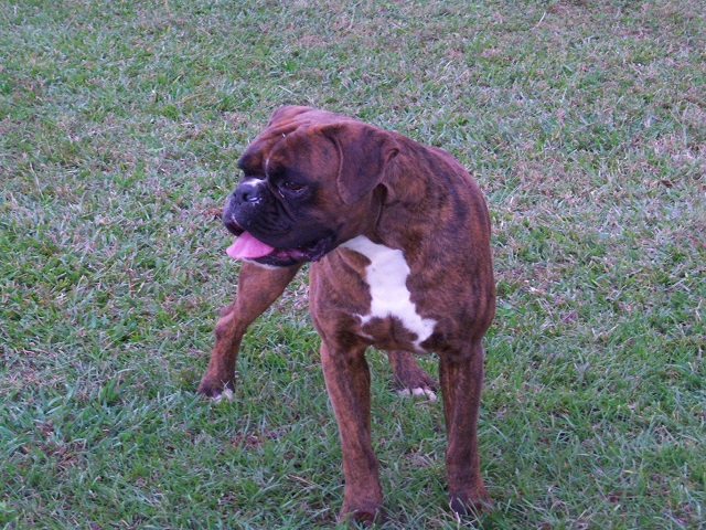 Boxer Dog Named The Legend of Hercules