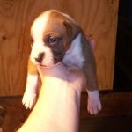 Boxer Dog Named Bell
