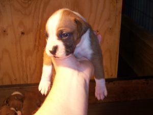 Boxer Dog Named Bell