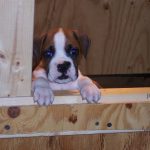 Boxer Dog Named Bell