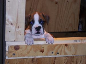 Boxer Dog Named Bell