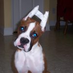 Boxer Dog Named Bell