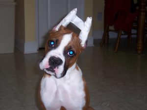 Boxer Dog Named Bell