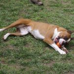 Boxer Dog Named Bell