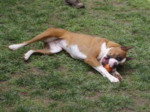 Boxer Dog Named Bell