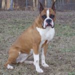 Boxer Dog Named Bell