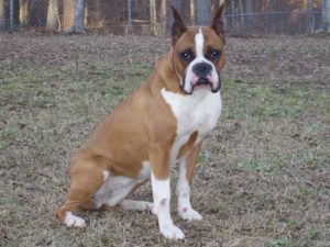 Boxer Dog Named Bell