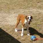 Addy the Boxer Dog
