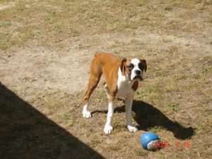 Addy the Boxer Dog