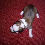 Addy the Boxer Dog