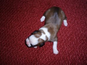 Addy the Boxer Dog