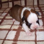 Addy the Boxer Dog