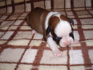 Addy the Boxer Dog