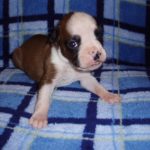 Addy the Boxer Dog