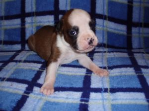 Addy the Boxer Dog