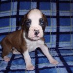 Addy the Boxer Dog