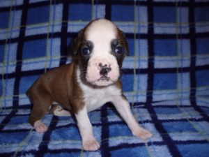 Addy the Boxer Dog