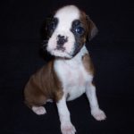 Addy the Boxer Dog