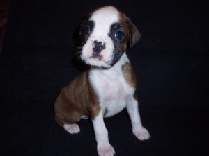 Addy the Boxer Dog