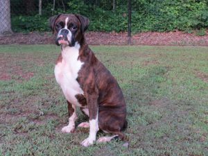 Boxer Dog Named Annie