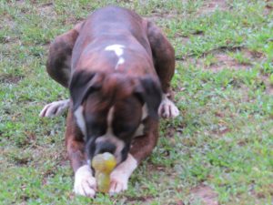 Boxer Dog Named Annie