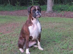 Boxer Dog Named Annie