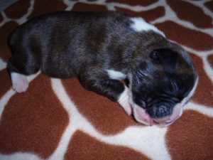 Boxer Dog Named Annie