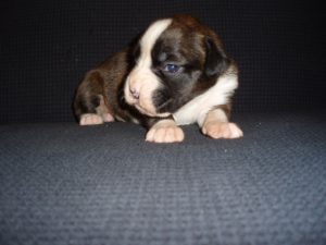 Boxer Dog Named Annie