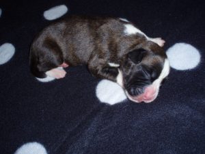 Boxer Dog Named Annie
