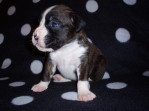 Boxer Dog Named Annie