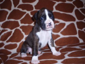 Boxer Dog Named Annie