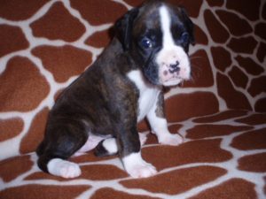 Boxer Dog Named Annie