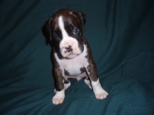 Boxer Dog Named Annie