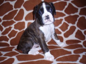 Boxer Dog Named Annie