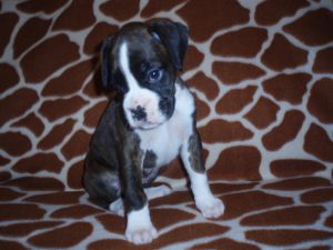 Boxer Dog Named Annie