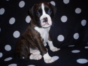 Boxer Dog Named Annie