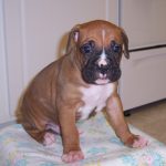 Boxer Dog Named Cash