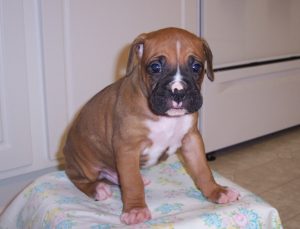 Boxer Dog Named Cash