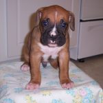 Boxer Dog Named Cash